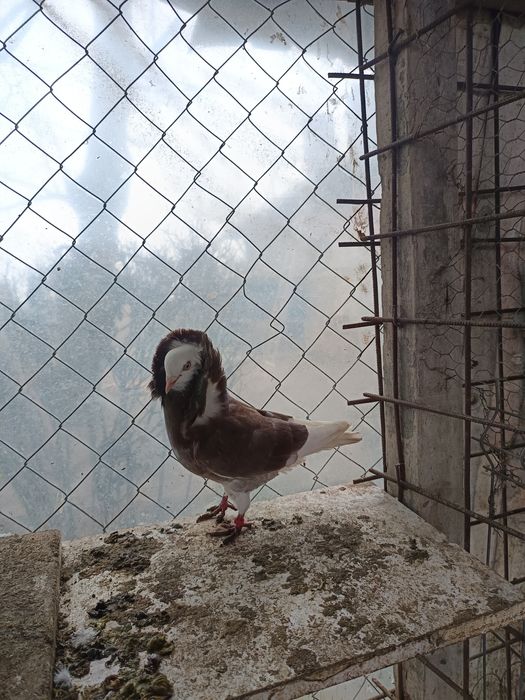 De vânzare porumbei capucini și o pereche de găini  wyandotte pitice!