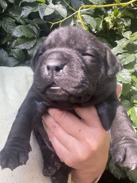 Американский булли щенки