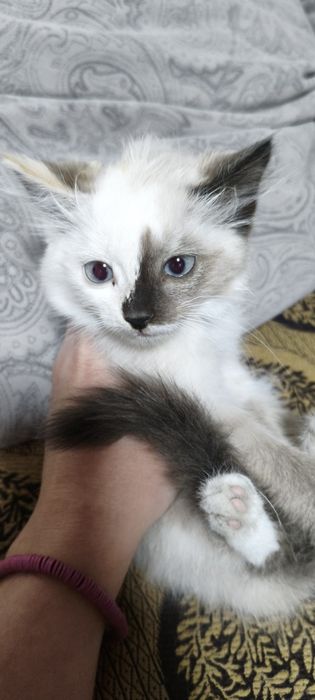 Отдам котенка в добрые руки