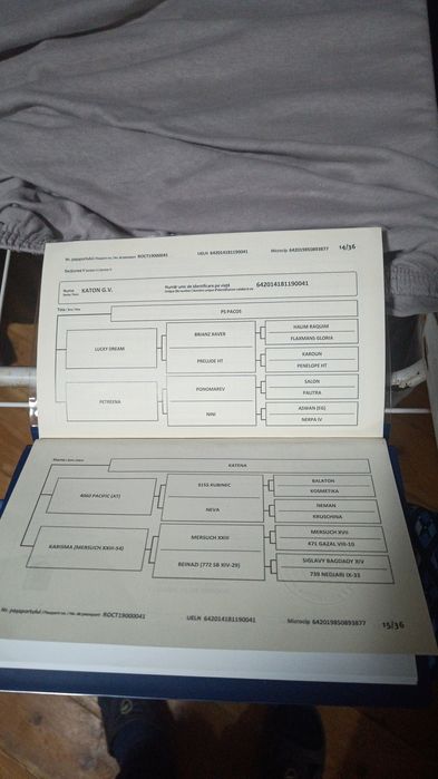 Mânji Pur Sânge arab