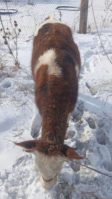 Продам телку 10 месяцев