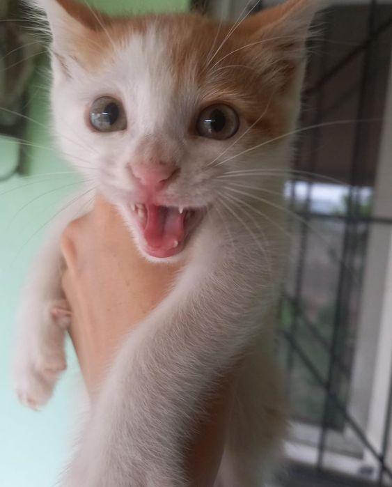 Котенок в Шымкенте