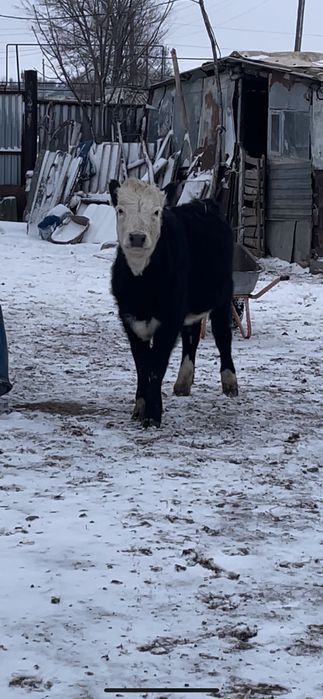 Бұзау подсос телята