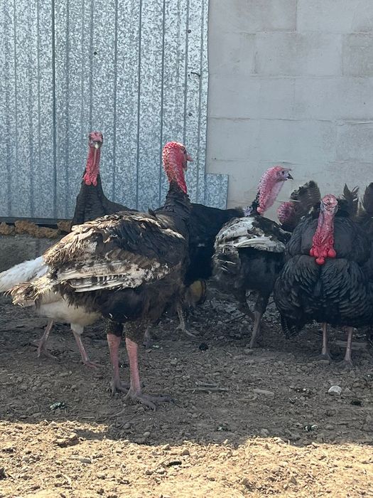 Гибридный индюки