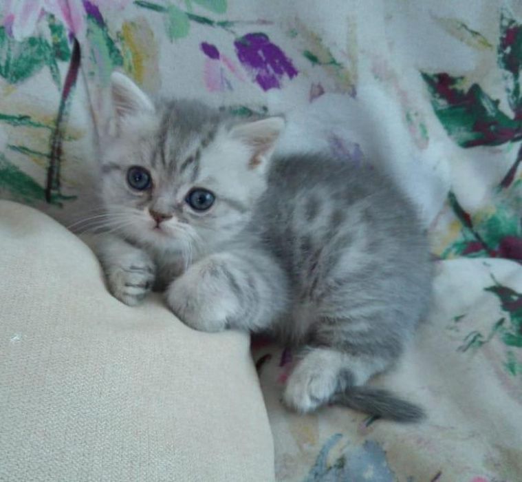 Super skidka mushukchalar sotiladi