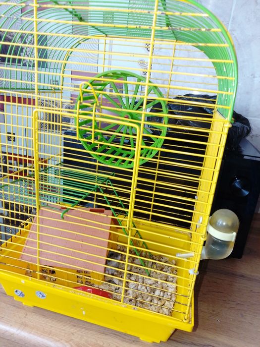 Животные хомяк 8 месяцев