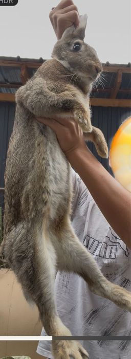 Продам кроликов 2 самки и самец