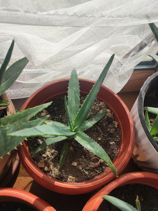 Алоэ Вера молодые