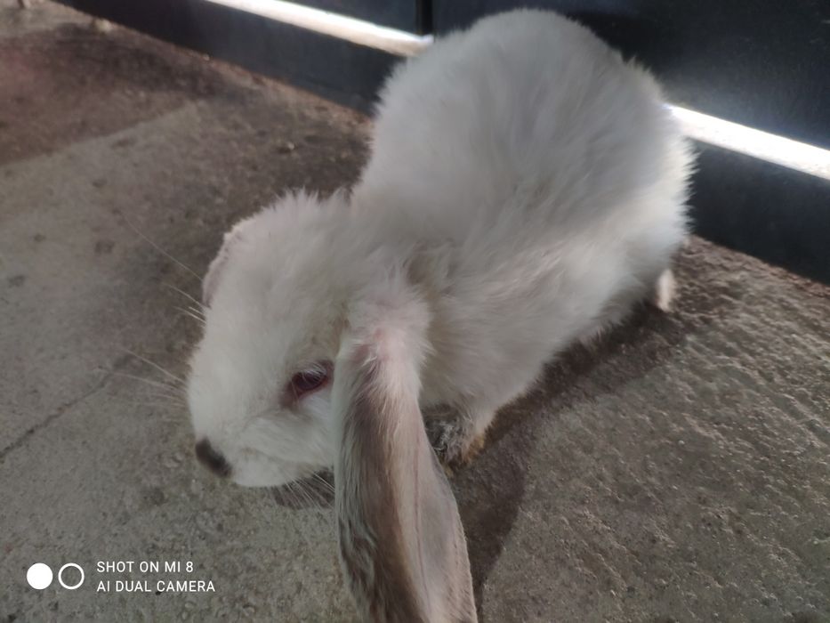 Kichkina oq quyon bor