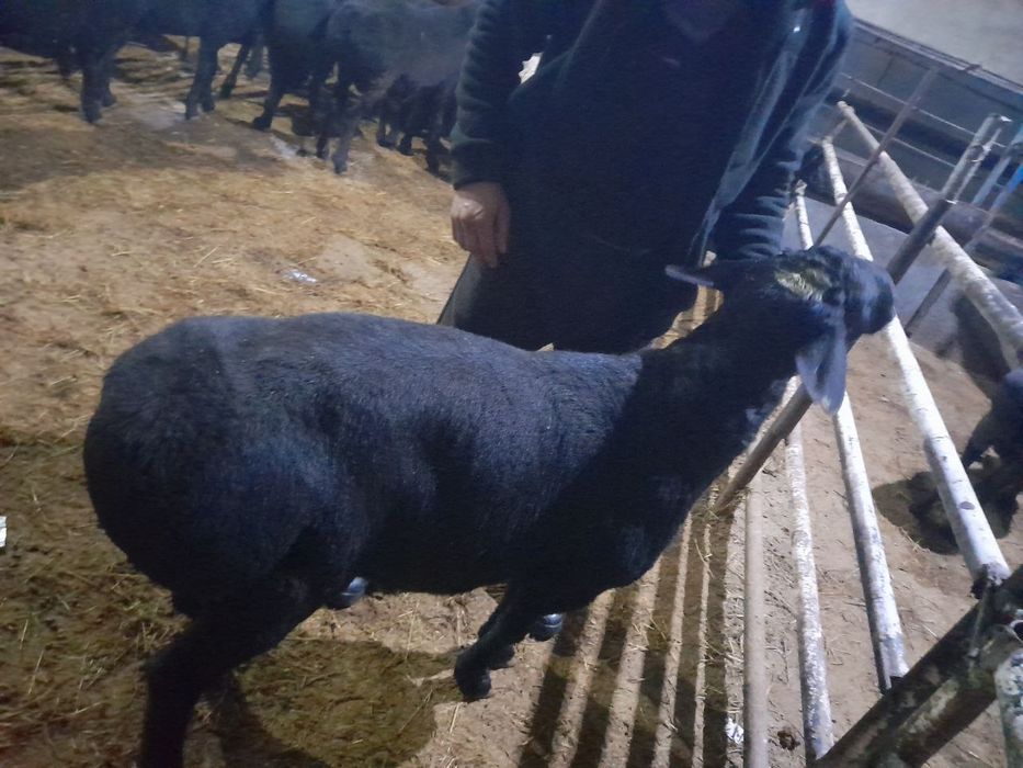 Buxoro qo'chqorlari bor Qurbonlik , Aqiqa   va boshqa marosimlar uchun