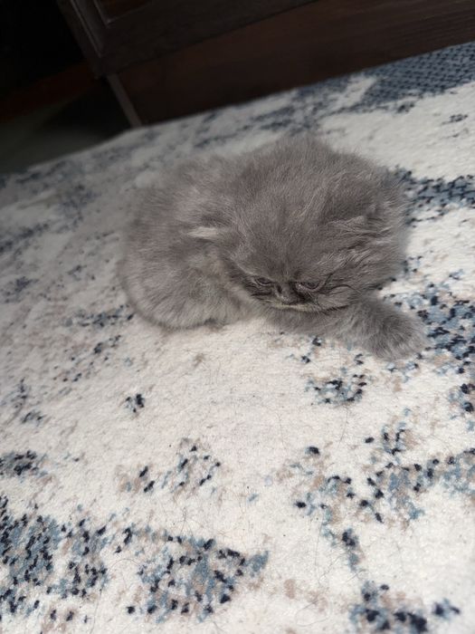 Shotlandskiy mushukchalar