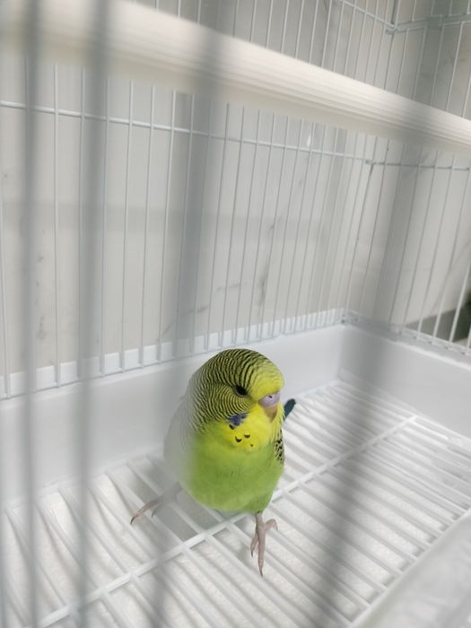 Papagal peruși - puiuți