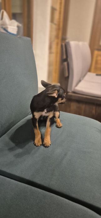 Пинчер 3 месеца момиче и момче