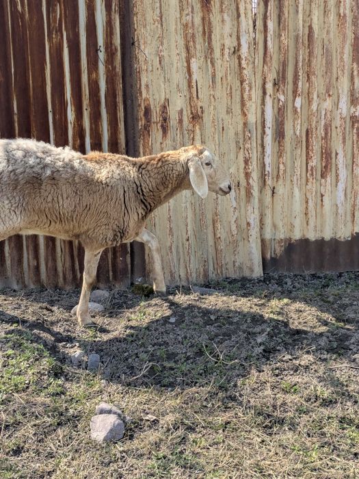 Арашан перво ярка