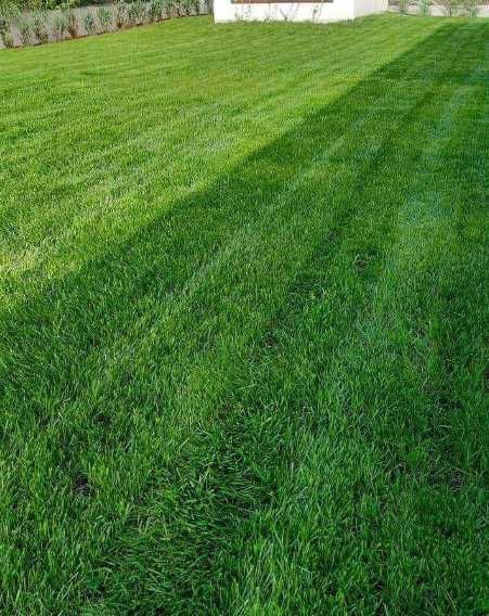 Gazon Rulou Si Insamantare