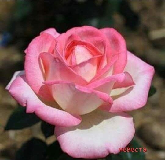 Саженцы розы раушан