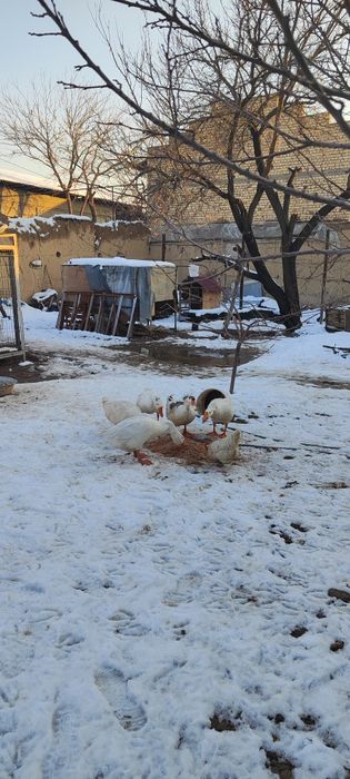 Gʻozlar sotiladi 5 ta