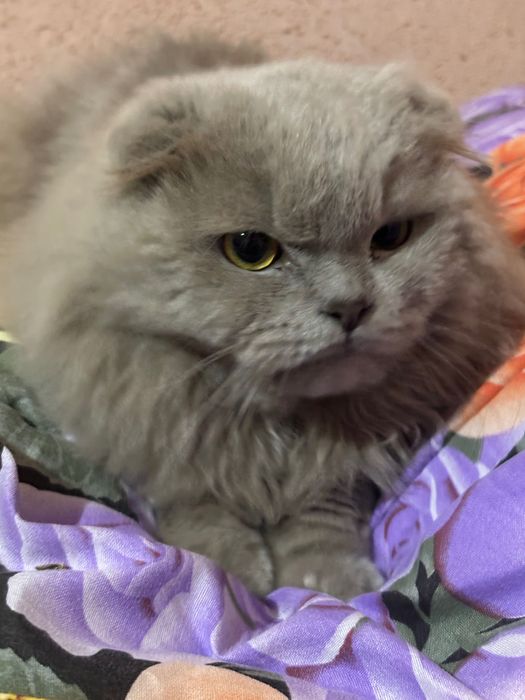 Вязка кота длинношерстный британский шиншилла