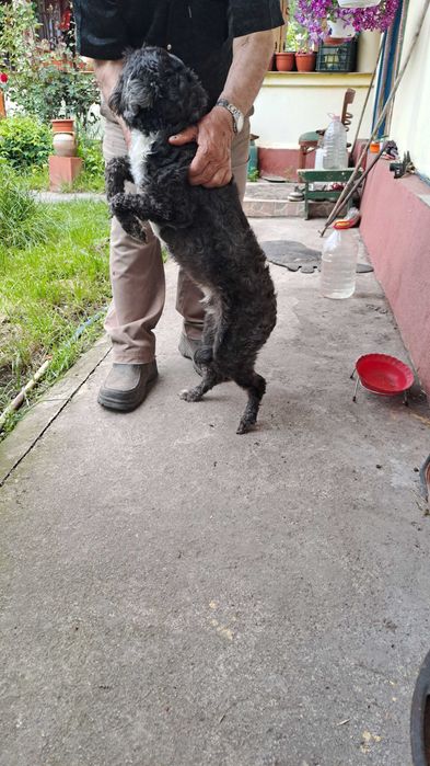 Donez un câine bișon negru cu pete albe de 3 ani