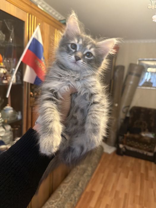 Отдам котиков в добрые руки