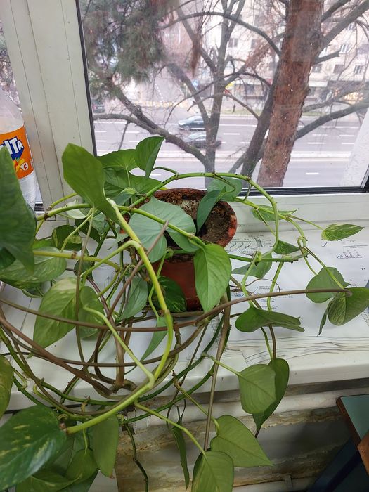 Сциндапсус и Сингониум в одном горшке