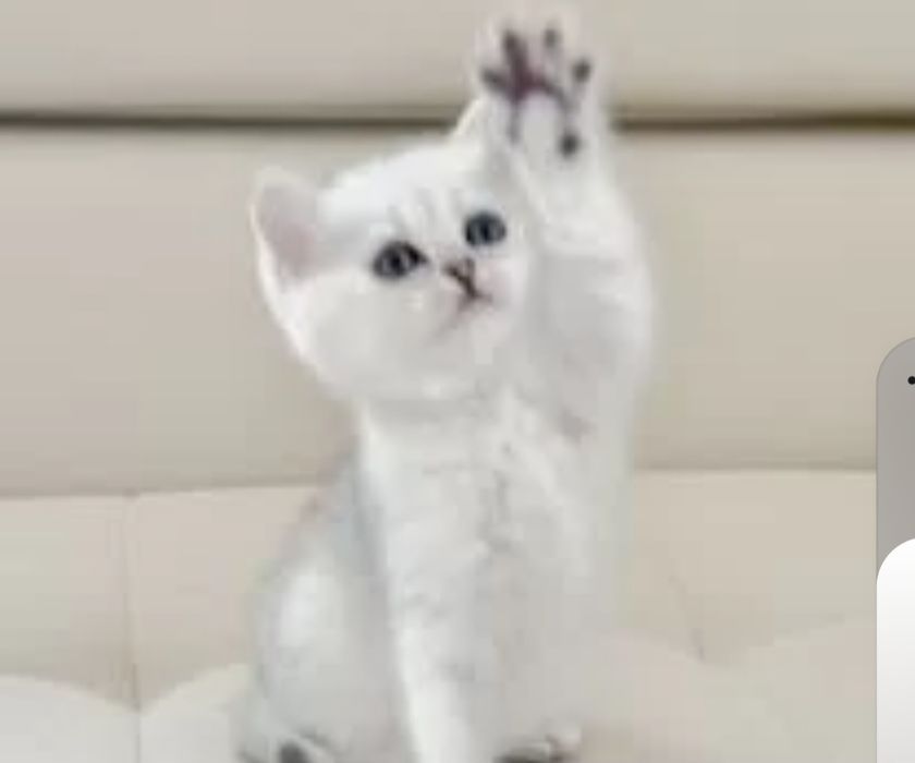 Продаются шикарные  Шотландские  котята. Скотиш Фолд и Скотиш Страйт.