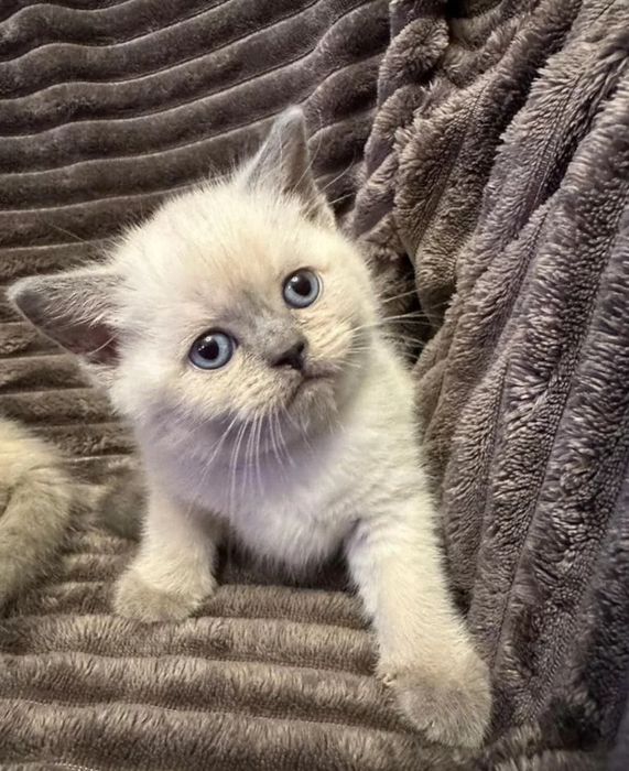 Котята мальчики, 1.5 мес