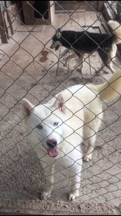 Предлагаем на выбор кавалеров  для вязки