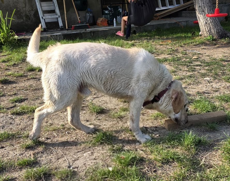 Donez Labrador Retriver
