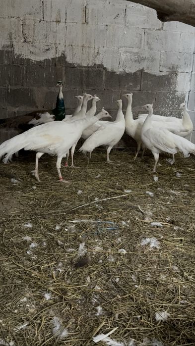 Срочно продам белых павлинов