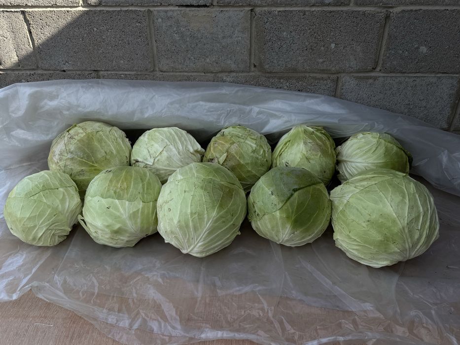 Продам домашнюю капусту