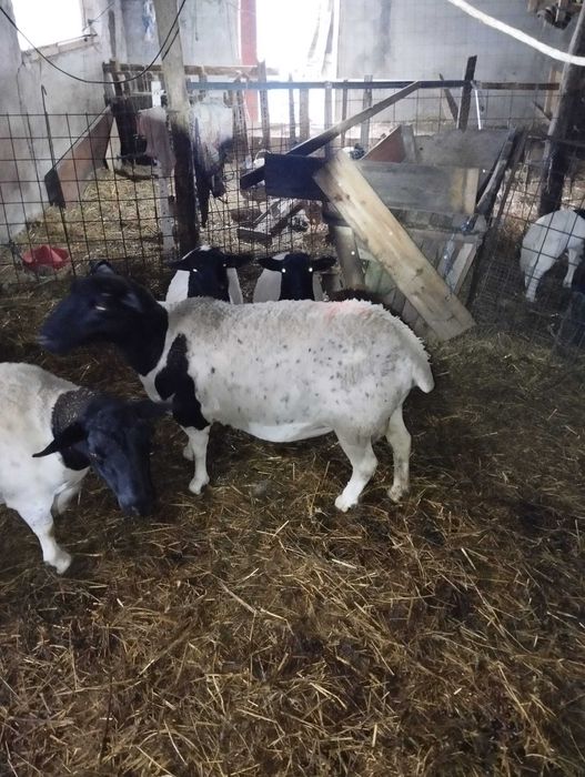 Oi Metis Dorper cu Turcana