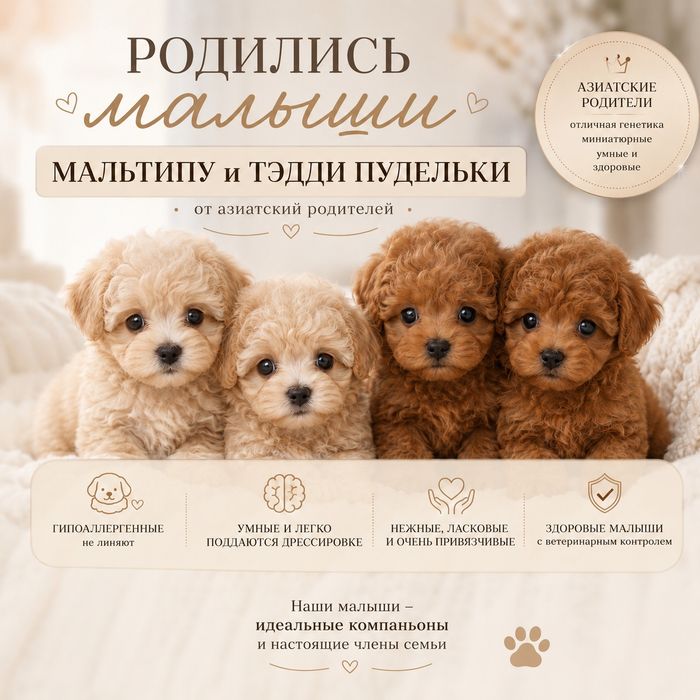 Мальтипу и той пудель(тэдди)