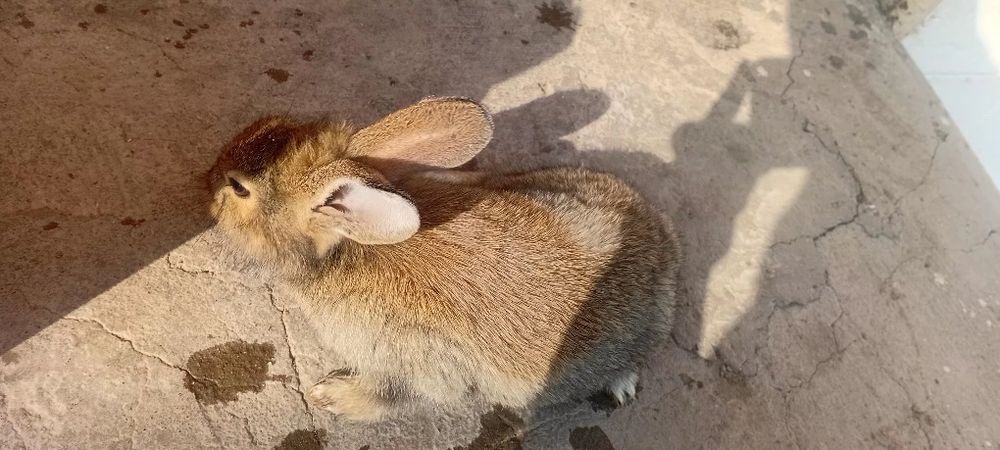 Damashniy quyon bolalari