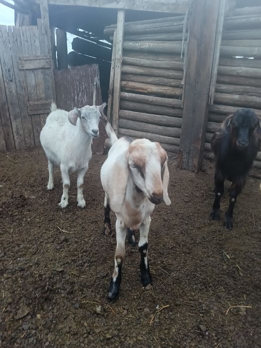 Продам козлят нубинские