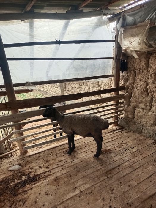 Кой сатылады срочно