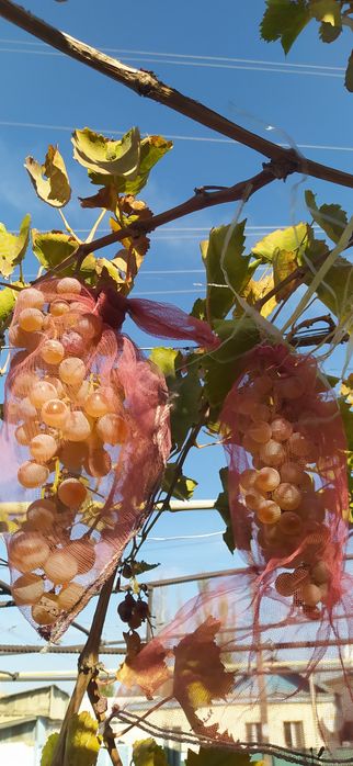 Саженцы винограда