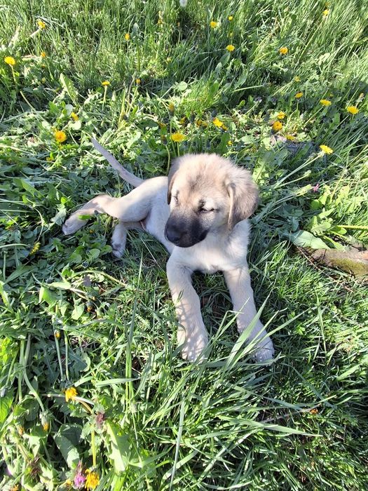 Тези две малки мъжки  кангалчета си търсят стопани. На 2 месеца са. Им