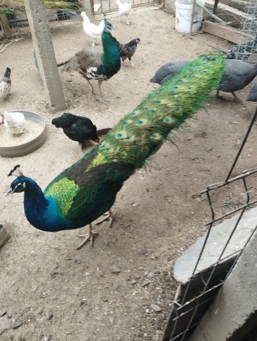 Vând o pereche păuni umăr negru și o pereche standard  2ani