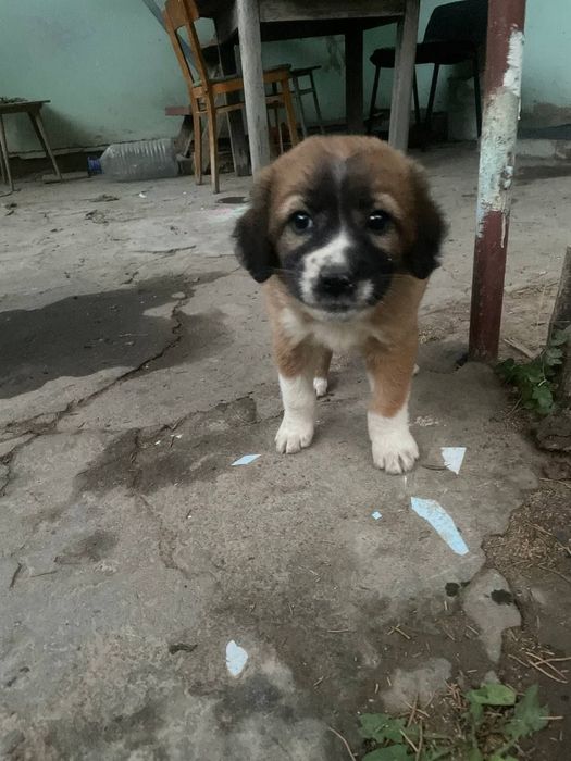 Отдам в хорошие руки.