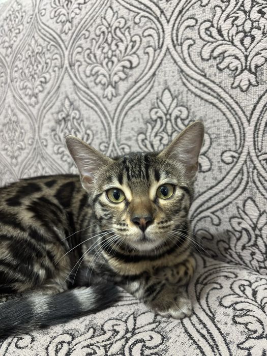 Беньгальская кошка