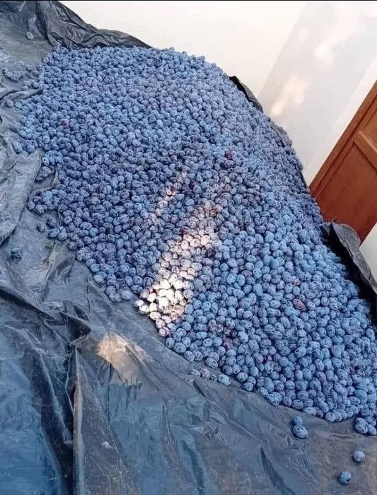 De  vânzare prune de țuică
Soi ,,Stanley și anasspet
Transport gra