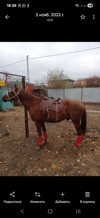 Ат  9 жас аягы сау араб каны бар