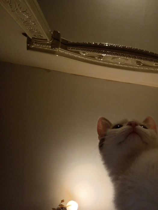 Очень ласковый котёнок