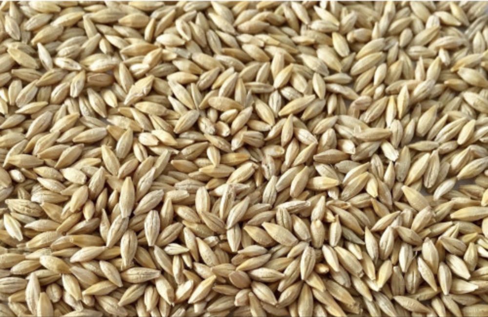 Продам зерно на корм