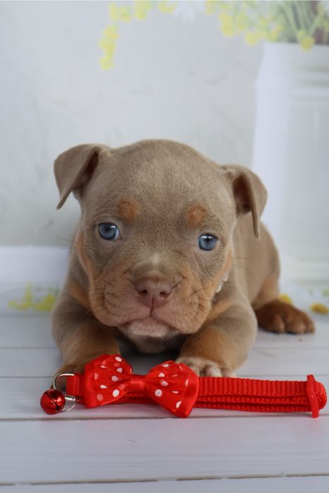 Щенки американской булли