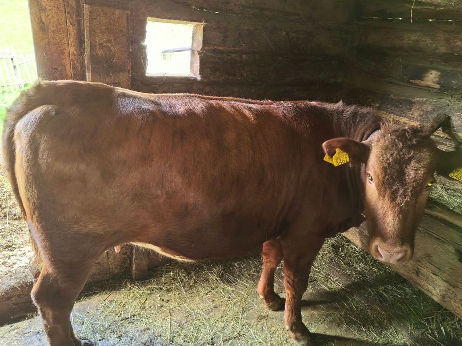 De vânzare jurincă angus gestantă în  7 luni