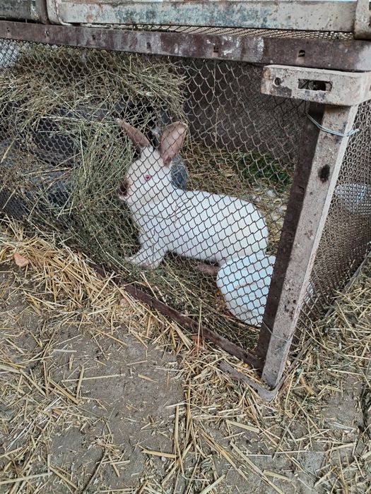 Quyon bolari sotiladi 2oyli kaliforna zot