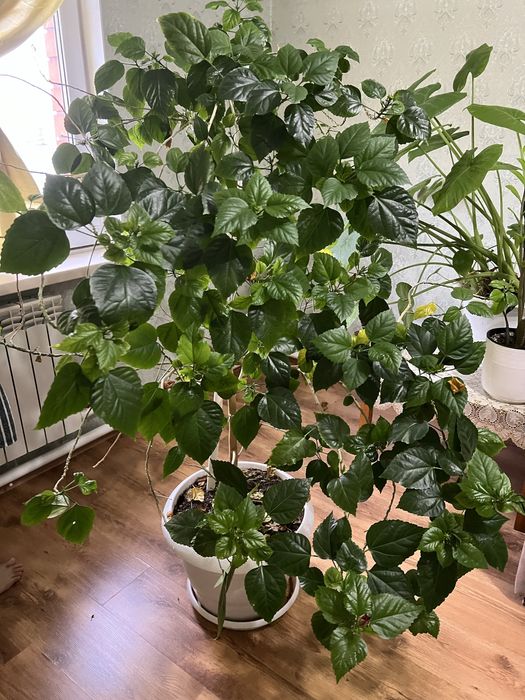 Китайская роза , роза , цветы