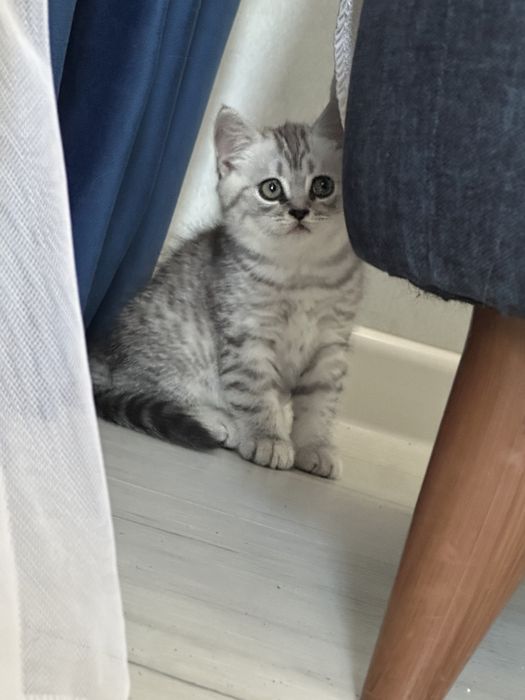 Котенок прямоухий